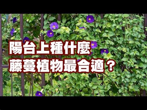 陽台爬藤植物|陽台種植必學指南：打造你的綠意天堂 